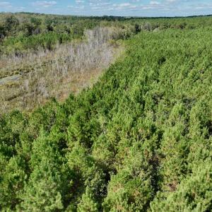 Photo #56 of Off Qualls Road, Hollister, NC 59.0 acres