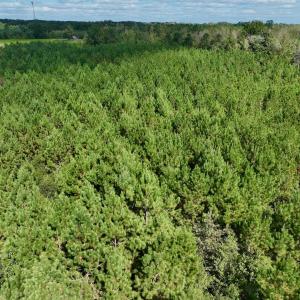 Photo #57 of Off Qualls Road, Hollister, NC 59.0 acres