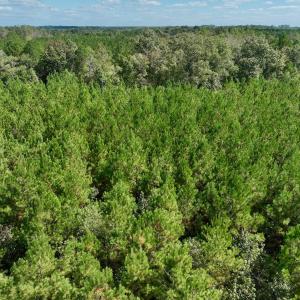Photo #58 of Off Qualls Road, Hollister, NC 59.0 acres