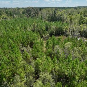 Photo #59 of Off Qualls Road, Hollister, NC 59.0 acres