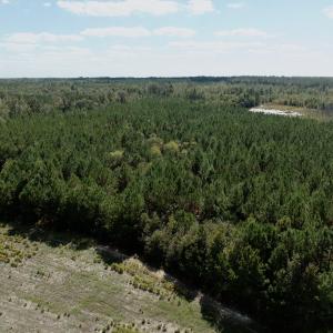Photo #61 of Off Qualls Road, Hollister, NC 59.0 acres