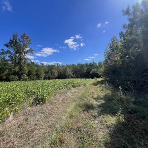 Photo #62 of Off Qualls Road, Hollister, NC 59.0 acres