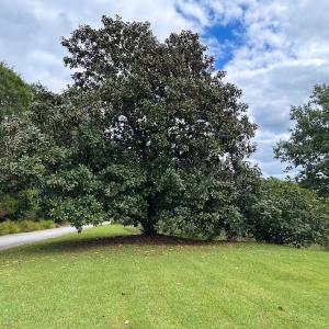 Photo #5 of 1236 Willowbrook Dr, Suffolk, VA 0.6 acres