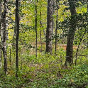 Photo #44 of 9161 Whispering Pines Trl, Windsor, VA 5.4 acres