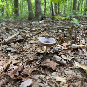 Photo #17 of Off Mann Oakley Road, Rougemont, NC 11.2 acres