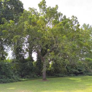 Photo #33 of Off Mann Oakley Road, Rougemont, NC 11.2 acres