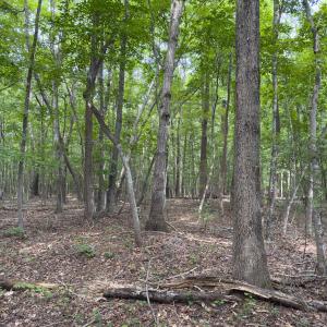 Photo #34 of Off Mann Oakley Road, Rougemont, NC 11.2 acres