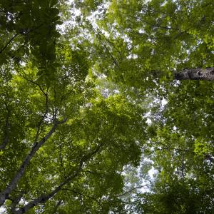 Photo #35 of Off Mann Oakley Road, Rougemont, NC 11.2 acres