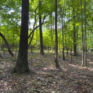 Photo #38 of Off Mann Oakley Road, Rougemont, NC 11.2 acres