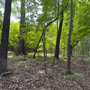 Photo #39 of Off Mann Oakley Road, Rougemont, NC 11.2 acres