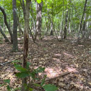 Photo #4 of Off Mann Oakley Road, Rougemont, NC 11.2 acres