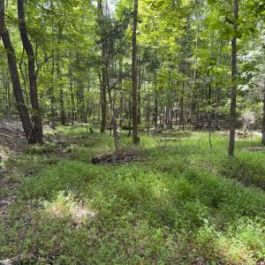 Photo #42 of Off Mann Oakley Road, Rougemont, NC 11.2 acres