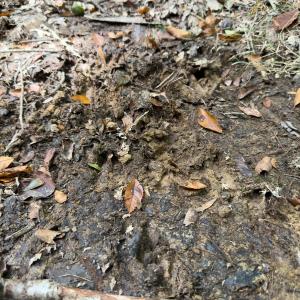 Photo #43 of Off Mann Oakley Road, Rougemont, NC 11.2 acres