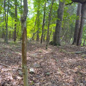 Photo #51 of Off Mann Oakley Road, Rougemont, NC 11.2 acres
