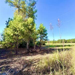 Photo #9 of Off Dew RD, Temperance Hill, SC 17.3 acres