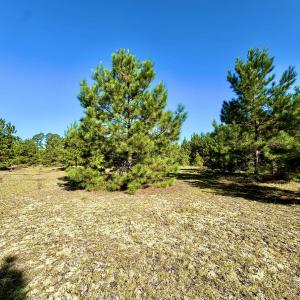 Photo #12 of Off Dew RD, Temperance Hill, SC 17.3 acres