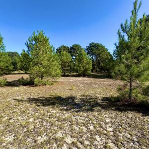 Photo #13 of Off Dew RD, Temperance Hill, SC 17.3 acres