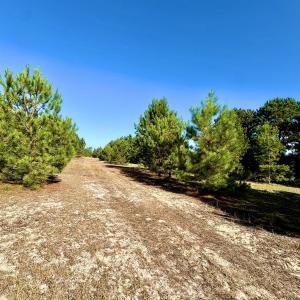 Photo #14 of Off Dew RD, Temperance Hill, SC 17.3 acres