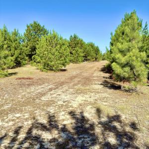 Photo #15 of Off Dew RD, Temperance Hill, SC 17.3 acres