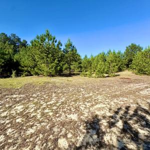 Photo #16 of Off Dew RD, Temperance Hill, SC 17.3 acres