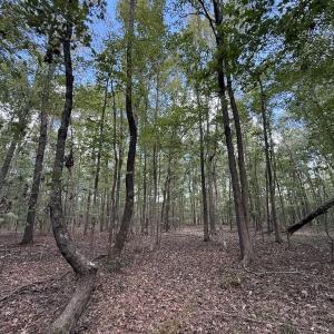 Photo #9 of 1945 Bolton Road, Rich Square, NC 90.3 acres