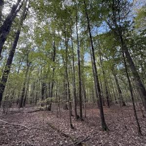 Photo #10 of 1945 Bolton Road, Rich Square, NC 90.3 acres