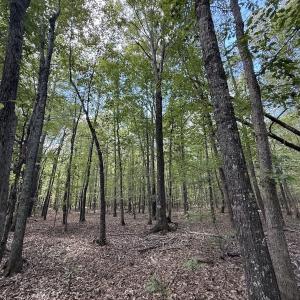 Photo #11 of 1945 Bolton Road, Rich Square, NC 90.3 acres