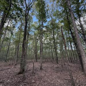 Photo #12 of 1945 Bolton Road, Rich Square, NC 90.3 acres