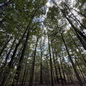 Photo #13 of 1945 Bolton Road, Rich Square, NC 90.3 acres