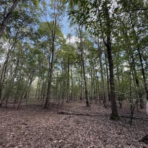 Photo #14 of 1945 Bolton Road, Rich Square, NC 90.3 acres