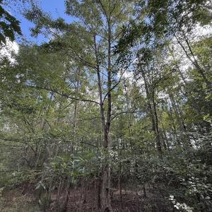 Photo #15 of 1945 Bolton Road, Rich Square, NC 90.3 acres