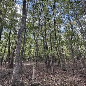 Photo #16 of 1945 Bolton Road, Rich Square, NC 90.3 acres