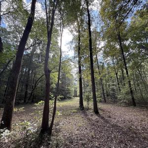 Photo #17 of 1945 Bolton Road, Rich Square, NC 90.3 acres