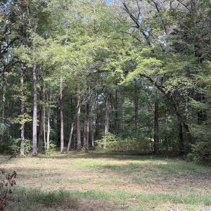 Photo #18 of 1945 Bolton Road, Rich Square, NC 90.3 acres