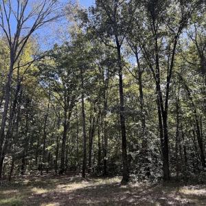Photo #2 of 1945 Bolton Road, Rich Square, NC 90.3 acres