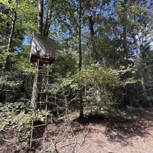 Photo #19 of 1945 Bolton Road, Rich Square, NC 90.3 acres