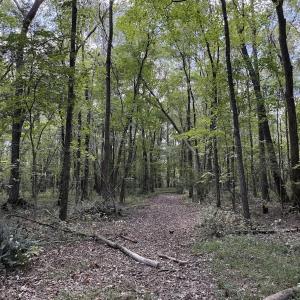 Photo #20 of 1945 Bolton Road, Rich Square, NC 90.3 acres