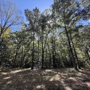 Photo #3 of 1945 Bolton Road, Rich Square, NC 90.3 acres