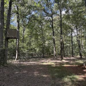 Photo #5 of 1945 Bolton Road, Rich Square, NC 90.3 acres