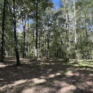 Photo #6 of 1945 Bolton Road, Rich Square, NC 90.3 acres