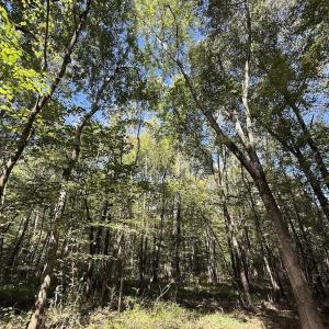 Photo #24 of 1945 Bolton Road, Rich Square, NC 90.3 acres