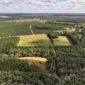 Photo #31 of 1945 Bolton Road, Rich Square, NC 90.3 acres