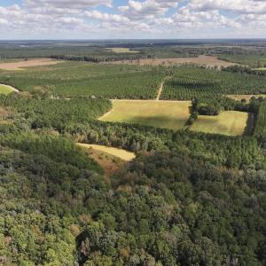 Photo #32 of 1945 Bolton Road, Rich Square, NC 90.3 acres