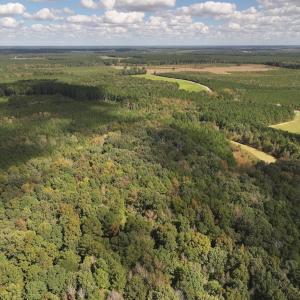 Photo #33 of 1945 Bolton Road, Rich Square, NC 90.3 acres