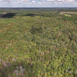 Photo #39 of 1945 Bolton Road, Rich Square, NC 90.3 acres
