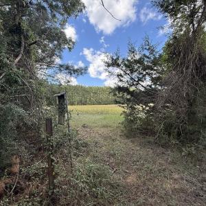 Photo #46 of 1945 Bolton Road, Rich Square, NC 90.3 acres