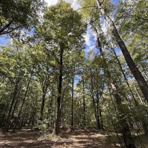 Photo #56 of 1945 Bolton Road, Rich Square, NC 90.3 acres