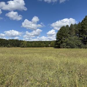 Photo #59 of 1945 Bolton Road, Rich Square, NC 90.3 acres