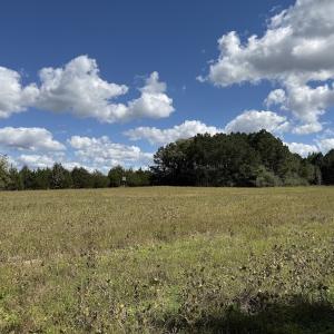 Photo #62 of 1945 Bolton Road, Rich Square, NC 90.3 acres