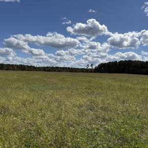 Photo #65 of 1945 Bolton Road, Rich Square, NC 90.3 acres
